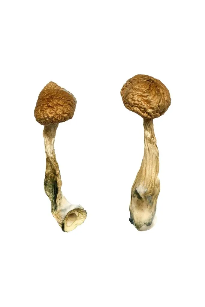 African Transkei Magic Mushrooms