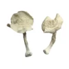 Albino Louisiana Magic Mushrooms (Dried Psilocybe Cubensis)