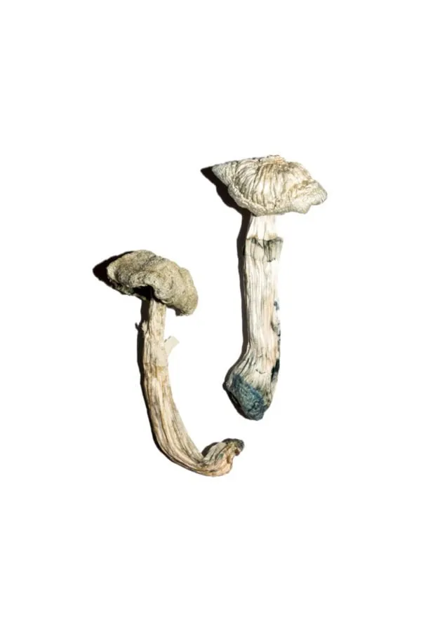 Avery’s Albino Magic Mushrooms