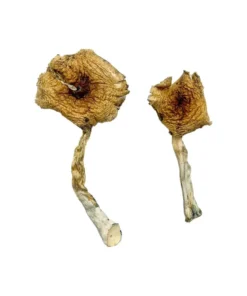 Ban Thurian Magic Mushrooms