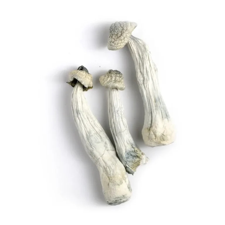 Albino Penis Envy