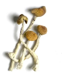 Aztec God Magic Mushrooms