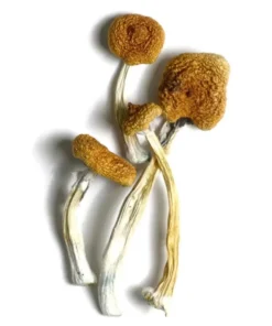 B+ Magic Mushrooms (Dried Psilocybe Cubensis)