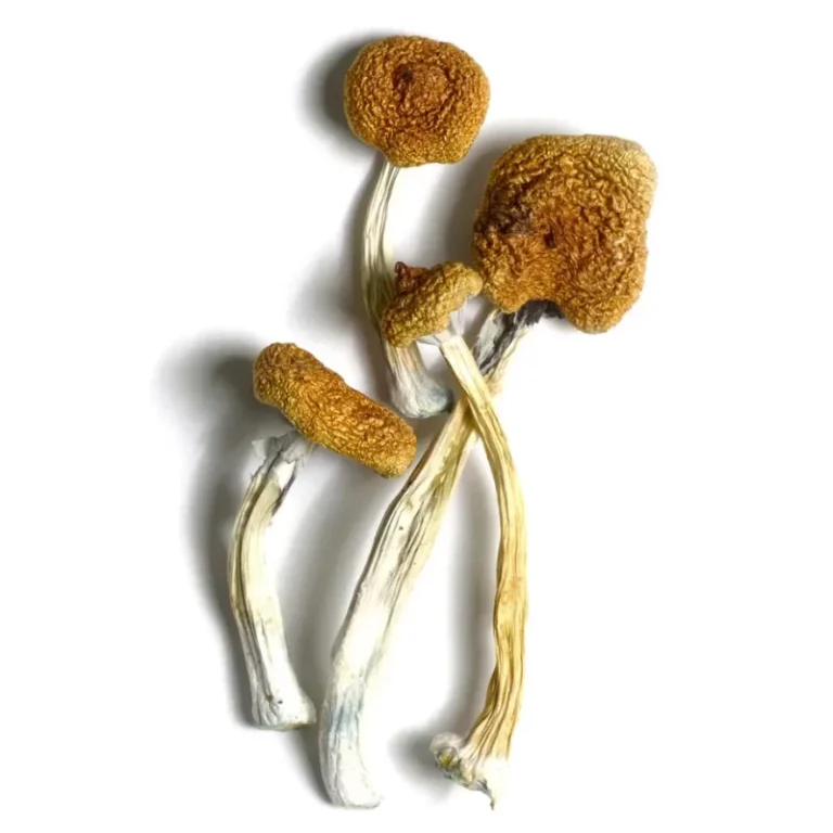 B+ Magic Mushrooms (Dried Psilocybe Cubensis)