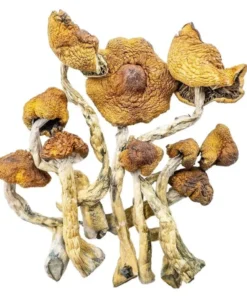 Cambodian Magic Mushrooms (Dried Psilocybe Cubensis)