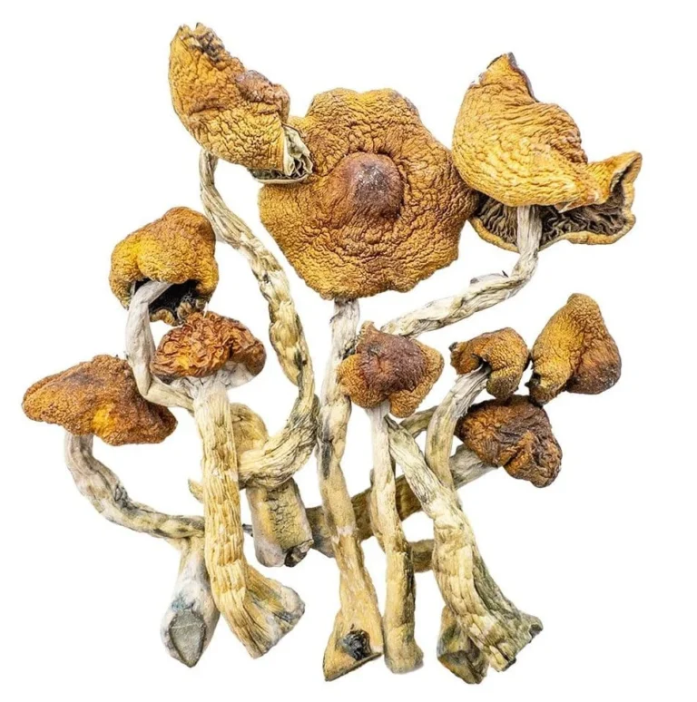 Cambodian Magic Mushrooms (Dried Psilocybe Cubensis)