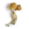 Golden Teacher Mushroom Strain (Dried Psilocybe Cubensis)