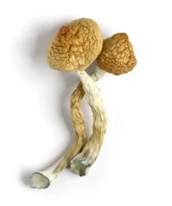 Golden Teacher Mushroom Strain (Dried Psilocybe Cubensis)