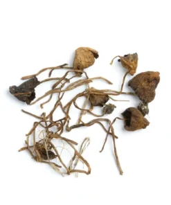 Liberty Cap Magic Mushrooms (Dried Psilocybe Semilanceata)