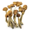 Mazatapec Magic Mushrooms (Dried Psilocybe Cubensis)