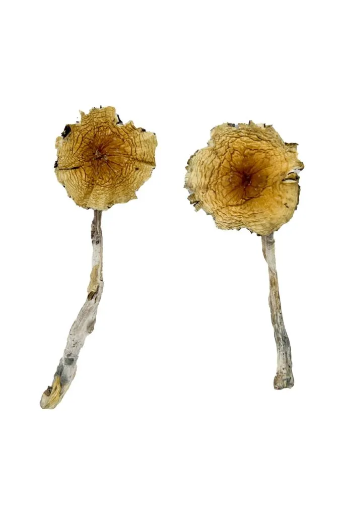 Guadalajara Mexico Magic Mushrooms (Dried Psilocybe Cubensis)
