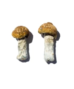 Hero Magic Mushrooms (Dried Psilocybe Cubensis)