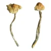 Huautla Magic Mushrooms (Dried Psilocybe Cubensis)