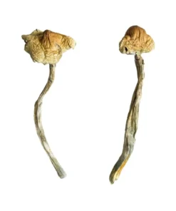 Huautla Magic Mushrooms (Dried Psilocybe Cubensis)