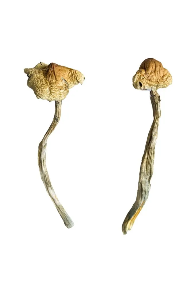 Huautla Magic Mushrooms (Dried Psilocybe Cubensis)