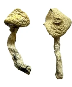 Jack Frost Magic Mushrooms