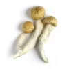 Penis Envy Mushroom Canada (Dried Psilocybe Cubensis)