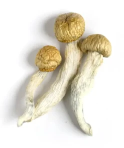 Penis Envy Mushroom Canada (Dried Psilocybe Cubensis)