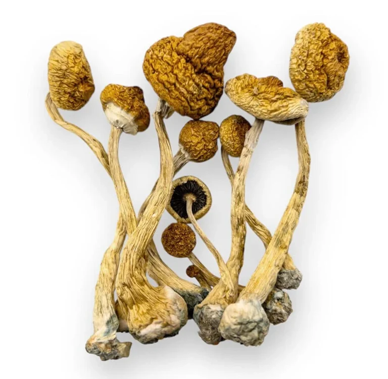 Amazonian Magic Mushrooms