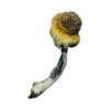 A+ Magic Mushrooms