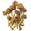 Brazilian Mushroom Strain