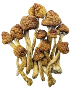Brazilian Mushroom Strain