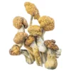 Malabar Magic Mushrooms (Dried Psilocybe Cubensis)