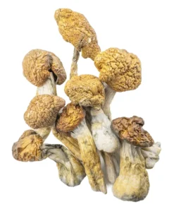 Malabar Magic Mushrooms (Dried Psilocybe Cubensis)