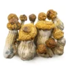 Trans Envy Magic Mushrooms (Dried Psilocybe Cubensis Hybrid)