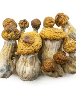 Trans Envy Magic Mushrooms (Dried Psilocybe Cubensis Hybrid)