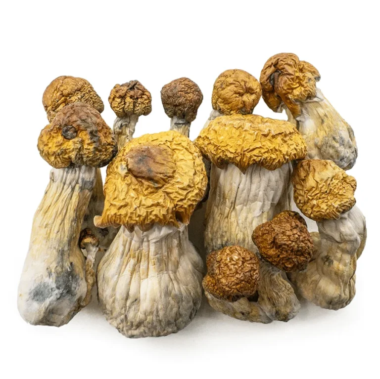 Trans Envy Magic Mushrooms (Dried Psilocybe Cubensis Hybrid)